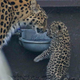 Illustration for article titled ZOMG THERE ARE BABY AMUR TIGERS AND LEOPARDS!!!